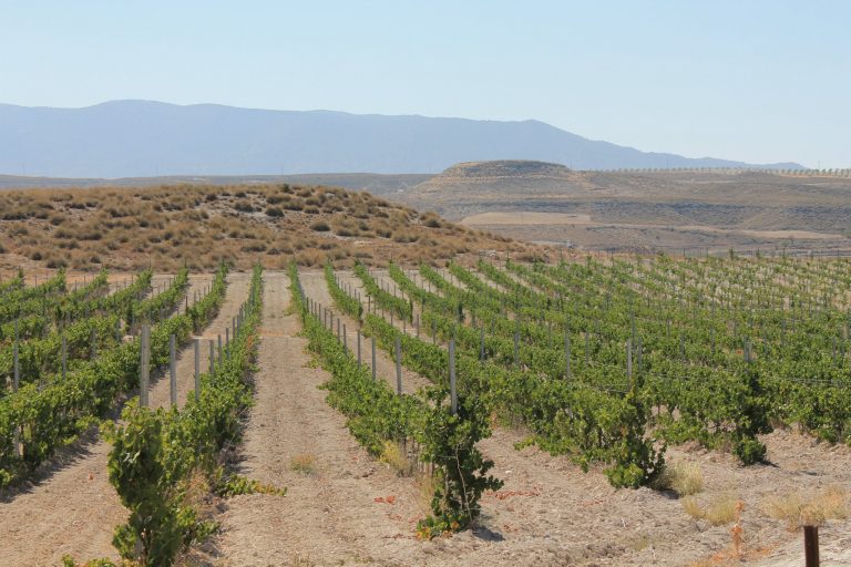 12038876 837522226363876 4165520788837489206 o 768x512